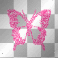 butterfly butterfly