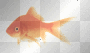 goldfish, animated, fish, cute, happy, friends, love