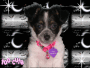LUCY LOO