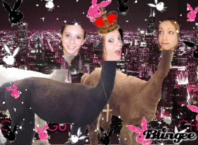 llama