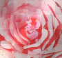 rosy