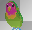 PARROT