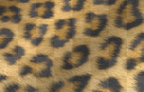 leopard print