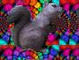 squirrel-dreams