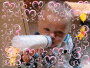 kilou