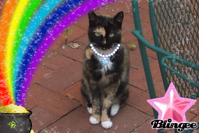Rainbow The Star