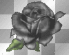 black rose black rose