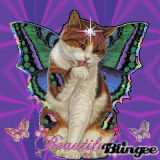 Beautiful fairy cat Beautiful fairy cat