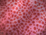 Pink Red Leopard