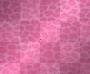 Pink Leopard