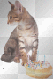 kitty birthday 2