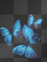 Blue Butterflies