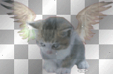 Angel Kitty