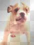 boxer love