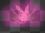 playboy bunni