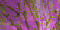 glitter