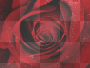 Rose Background