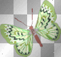 The Green Flutterby