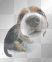My Beagle!