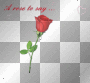 a rose 