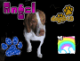 doggy
