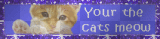 kitty