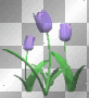 animated purple tulips