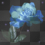 Rose bleue