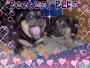 Honey & Bear