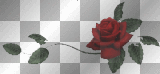 red rose bar