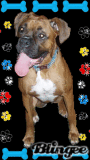 paw print tyson