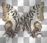 animal