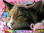 Kitty Princess
