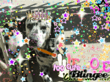 Welcome my dog!