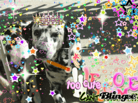 Welcome my dog!
