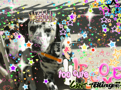 Welcome my dog!