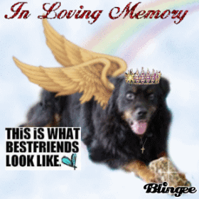 Bear Doggie the Prince