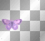 butterfly2