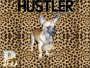 BailyHustler
