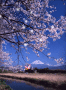 mt fuji