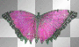 butterfly3