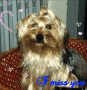 Charlie