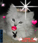 cuty cat