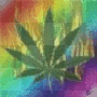 weed