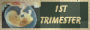 First Trimester
