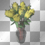 yellow roses