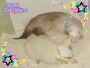 ferrets