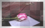 my rose x x x 