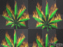weed