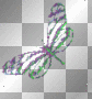 butterfly butterfly